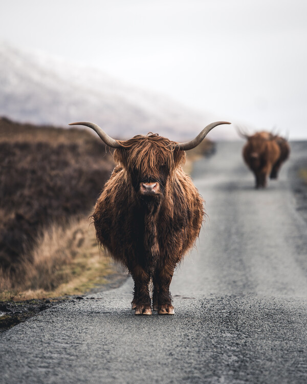 Póster Cow