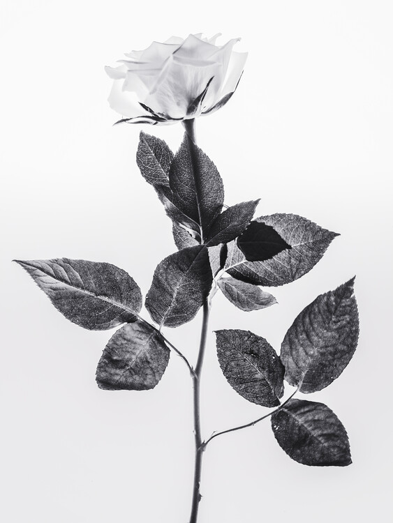 Canvas Print Rose