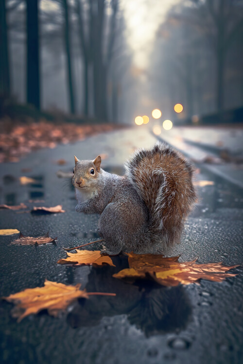 Poster Autumn Squirrel