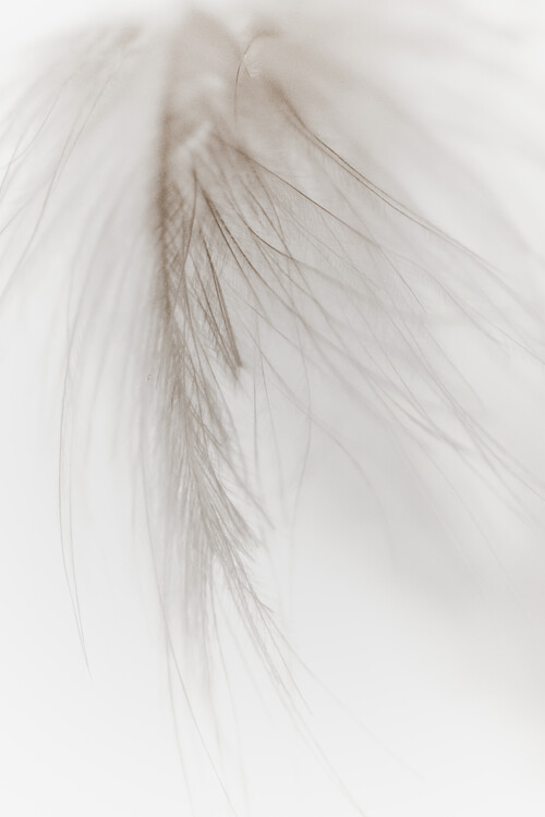 Poster White Feather
