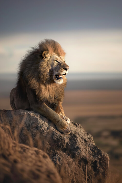 Poster Mountain Lion