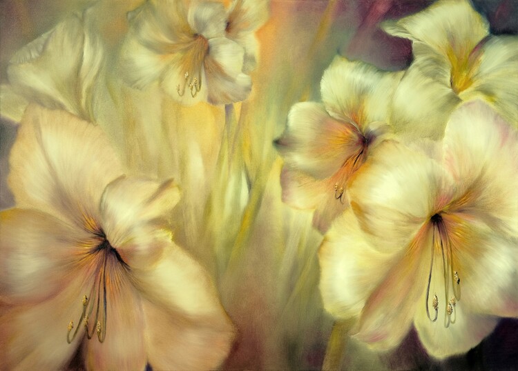 Plakat Winter lights - white amaryllis in golden evening light