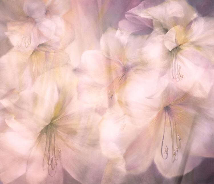 Plakat White flower dreams - amaryllis