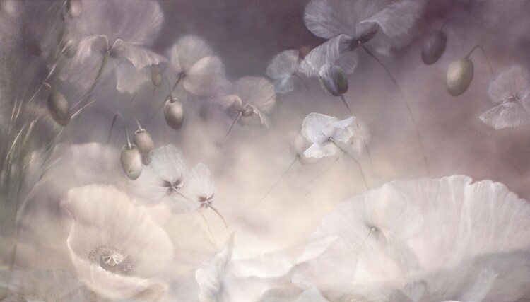 Plakat Volatile - dreams of white poppies