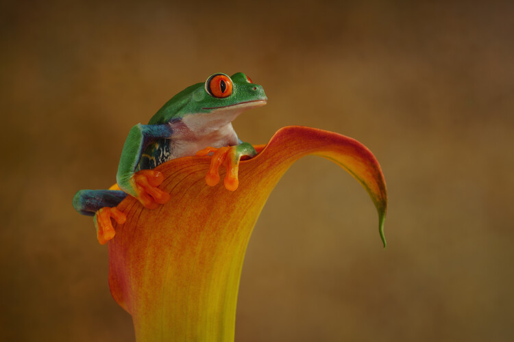 Плакат Red eyed tree frog sitting on Arum lily