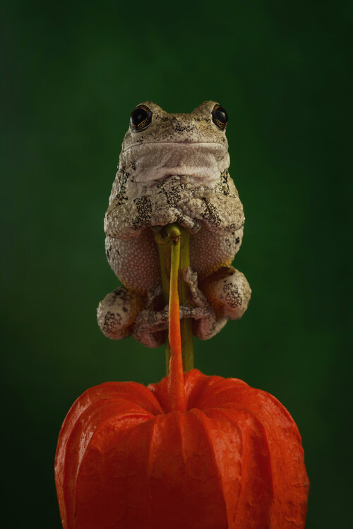 Плакат Greys tree frog sat on Chinese lantern plant