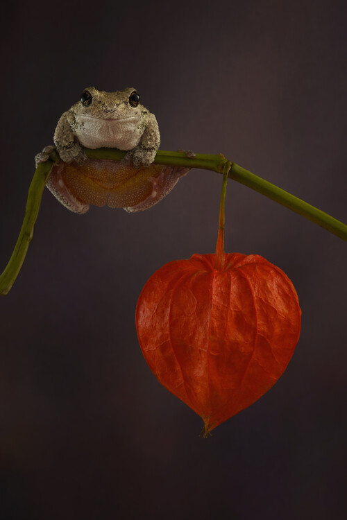 Плакат Greys tree frog sat on Chinese lantern plant