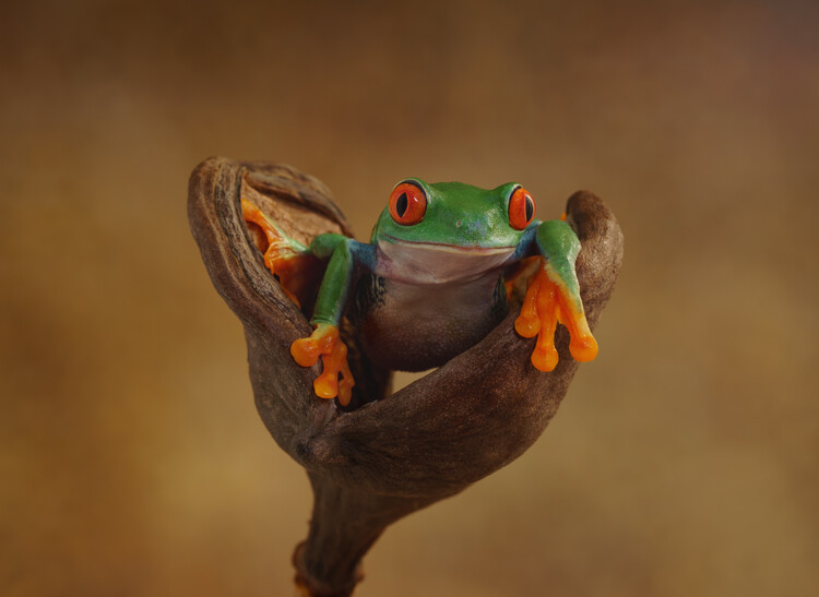 Плакат Red eyed tree frog sat on seed pod