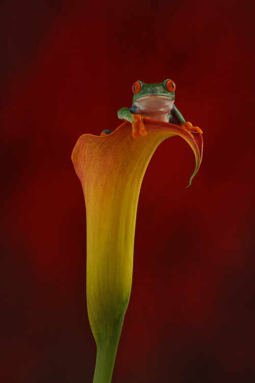 Плакат Red eyed tree frog sat on Arum lily