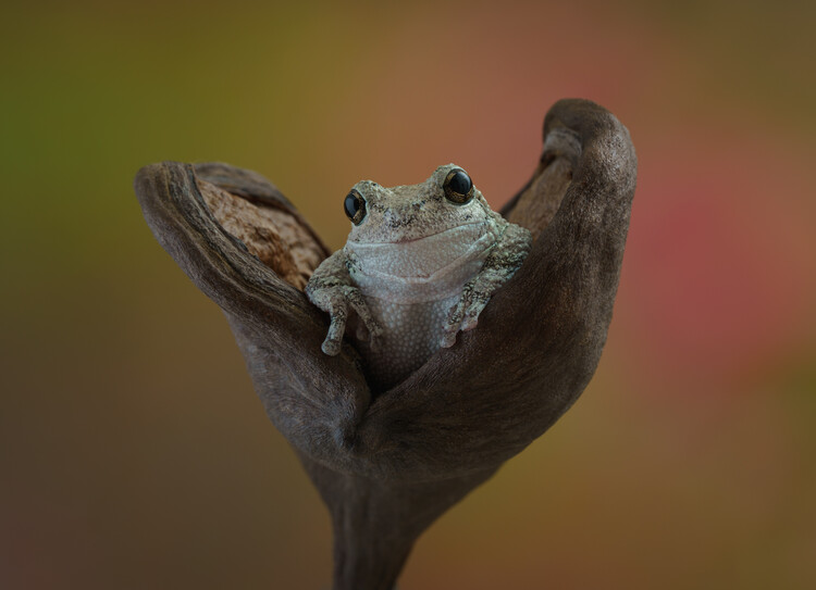 Плакат Greys tree frog sat on seed pod