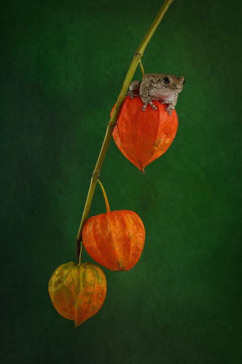 Плакат Grey tree frog sat on Chinese lantern plant