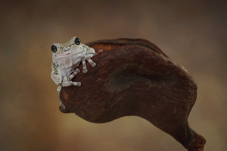 Плакат Greys tree frog sat on seed pod