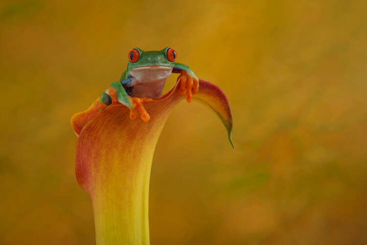 Плакат Red eyed tree frog sat on Lily