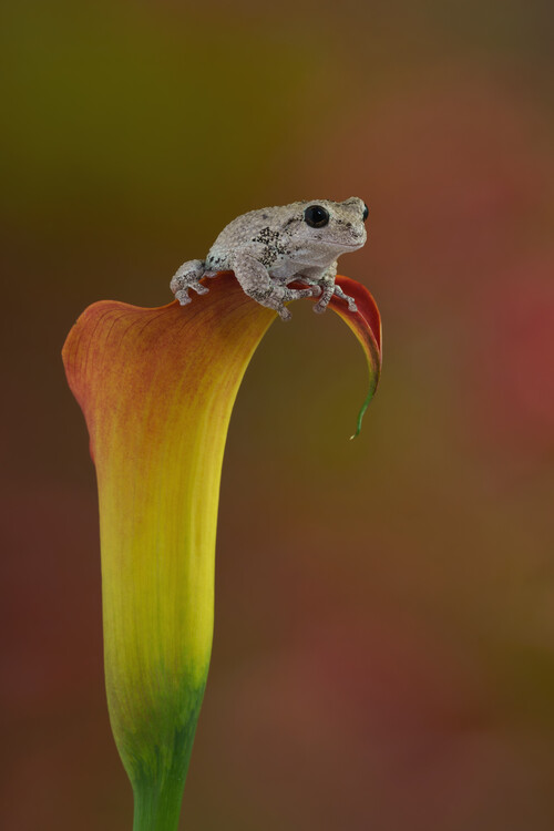 Плакат Grey tree frog sat on flower