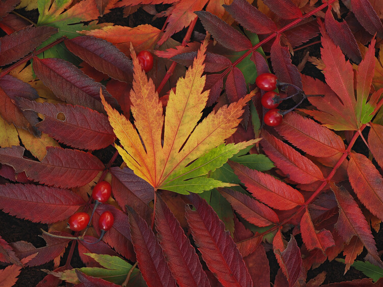 Poster Autumn leaves