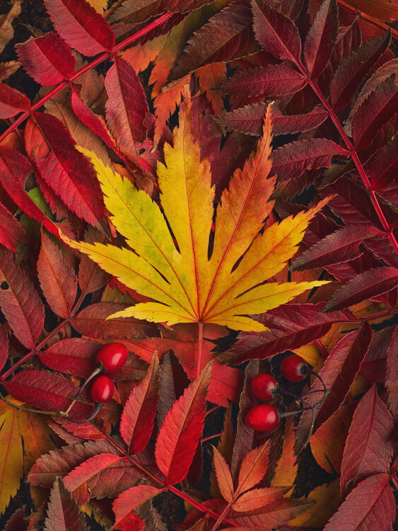 Poster Red and yellow autumn leaves