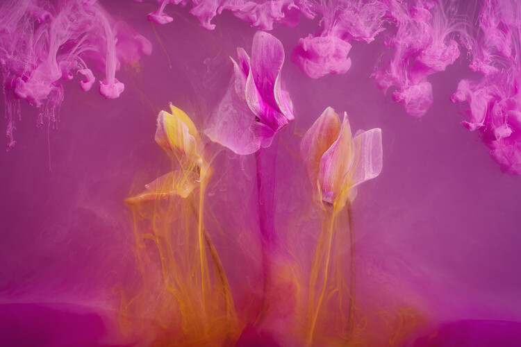 Плакат Submerged Cyclamen flowers with pink inks