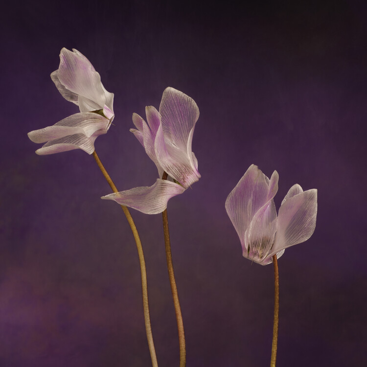 Плакат Underwater Cyclamen flowers