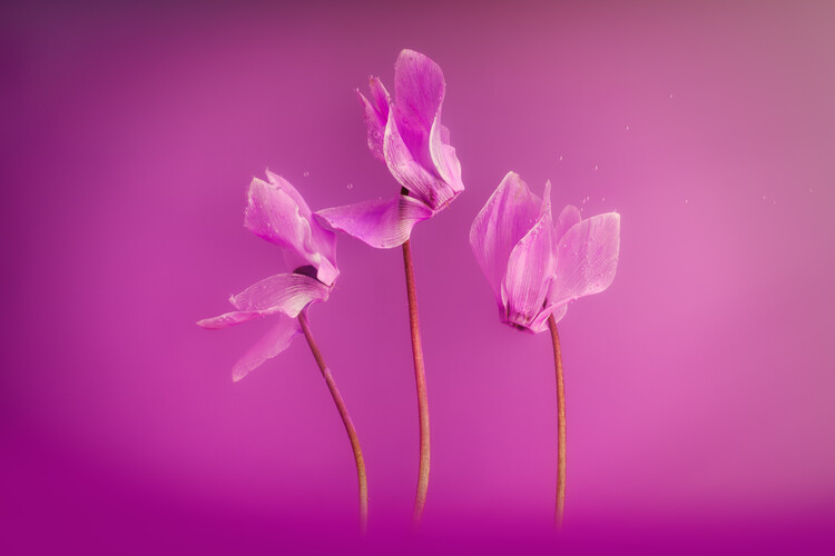 Плакат Submerged pink Cyclamen flowers