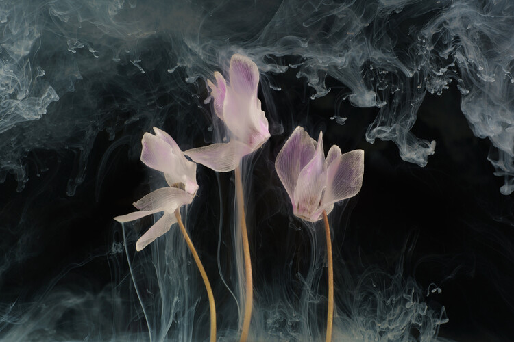 Плакат Cyclamen flowers underwater with milk