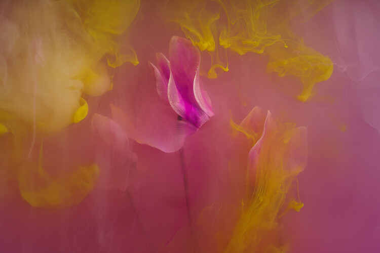 Плакат Submerged pink Cyclamen flower with pink and yellow inks