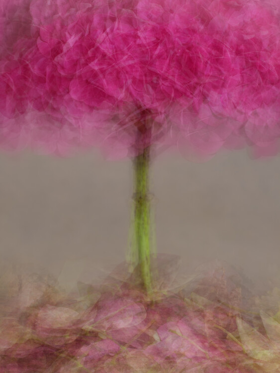 Juliste Abstract multiple exposure pink Hydrangea flower