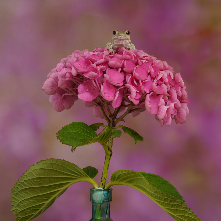 Плакат Gray tree frog sat on Hydrangea flower