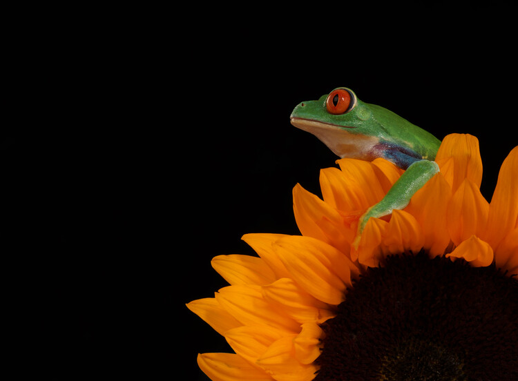 Poster Red eyed tree frog sat on Sunflower