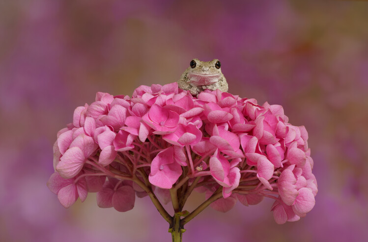 Плакат Gray tree frog sat on Hydrangea flower