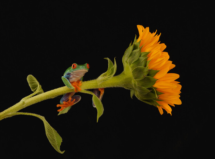 Плакат Red eyed tree frog sat on Sunflower