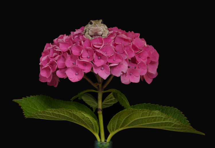 Плакат Gray tree frog sat on Hydrangea flower