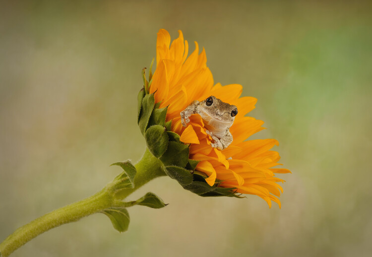 Poster Cute Gray tree frog sat on Sunflower