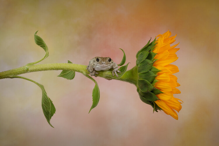 Плакат Gray tree frog sat on Sunflower