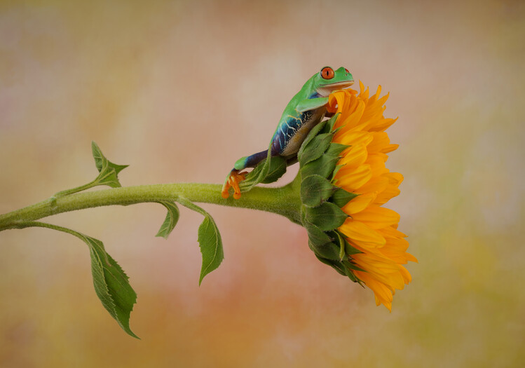 Плакат Red eyed tree frog sat on Sunflower