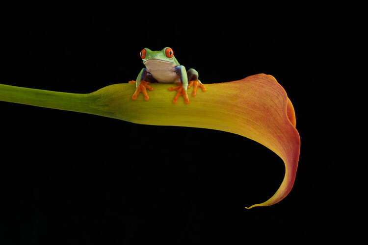 Плакат Red eyed  tree frog on yellow Calla lily flower