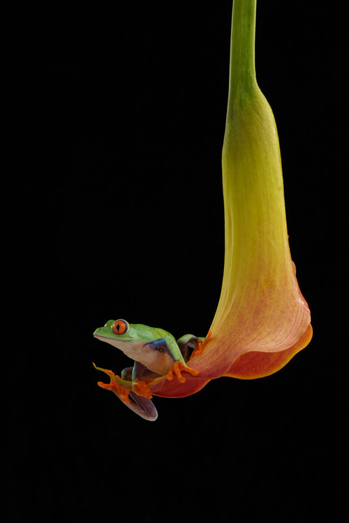 Плакат Red eyed  tree frog on yellow Calla lily flower