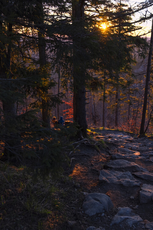 Plagát Sunrise in The Forest