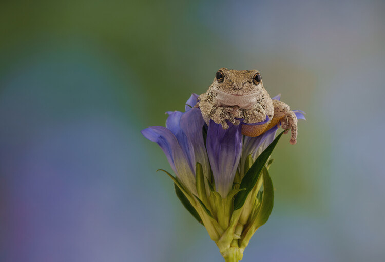 Плакат Gray tree frog on blue flower