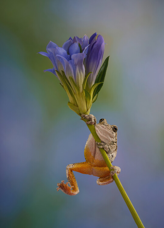 Poster Gray tree frog climbing