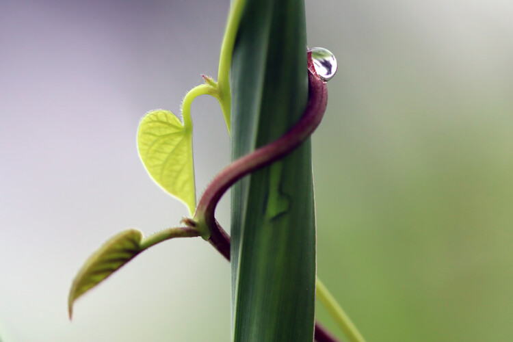 Poster Heart-shaped leaf with water droplet, nature's delicate