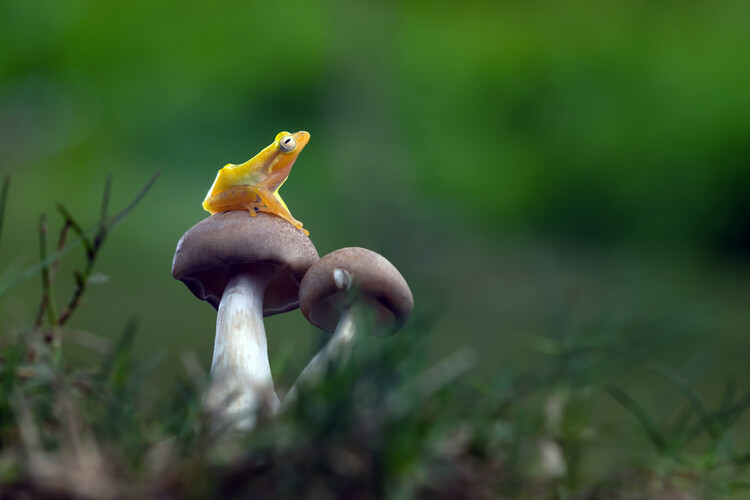 Poster Golden frog perched on a mushroom