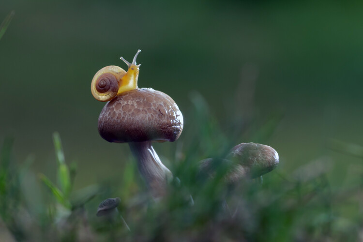 Poster Tiny snail takes a break on a mushroom