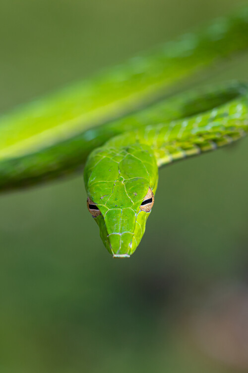 Poster Emerald eyes of green snake peer from the foliage