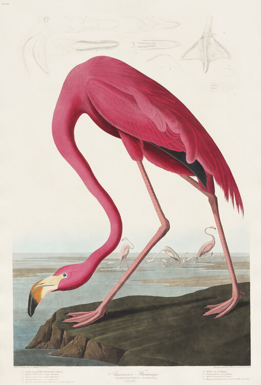 Poster American Flamingo