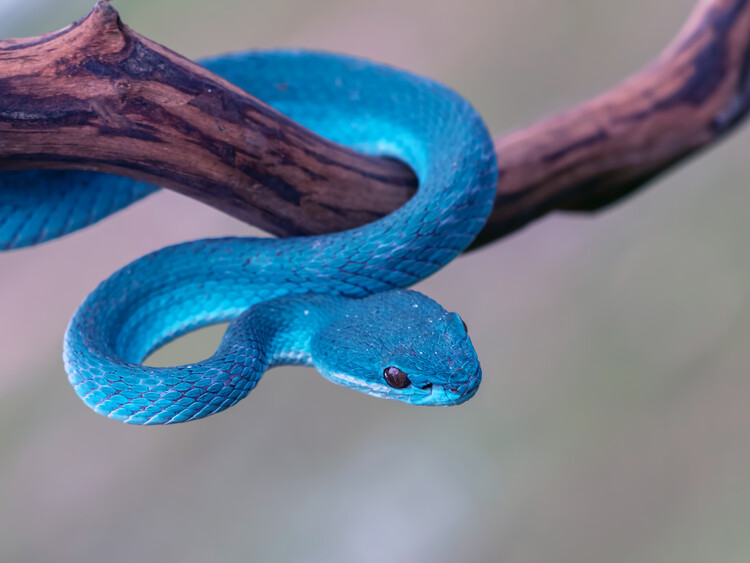 Poster Blue Viper snake ready to attack