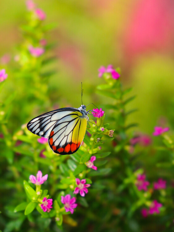 Poster Colorful butterfly, Nature's Beauty