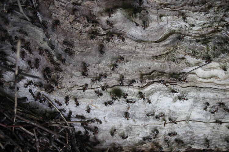 Poster Ants colony om wood in old forest