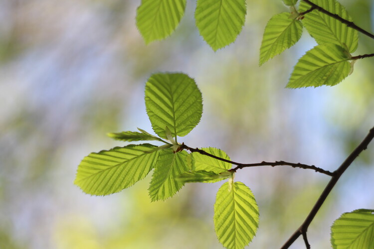 Poster Young fine leaves hornbeam and blue sky
