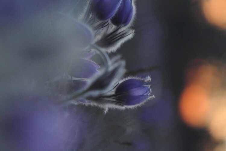 Poster rare violet pasqueflower, pulsatilla and sunset