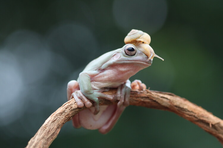 Poster Unlikely Friendship in Nature